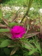 Caryophyllales