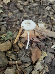 Coprinopsis pachyderma