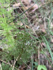 Lindsaea microphylla