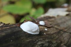 Crepidula plana