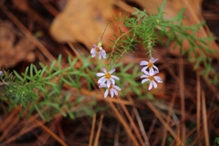Ionactis linariifolia