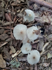 Coprinopsis pachyderma