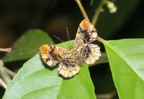 Calydna carneia