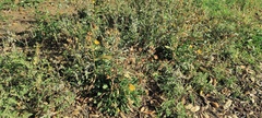 Grindelia hallii