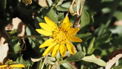Grindelia hallii