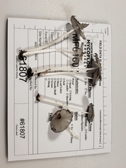 Coprinopsis pachyderma