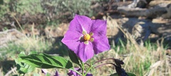 Solanum xanti