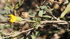 Grindelia hallii