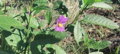Solanum xanti