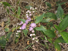 Cyrtocymura scorpioides
