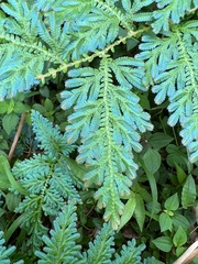 Selaginella willdenowii