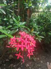 Ixora