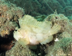 Taenianotus triacanthus