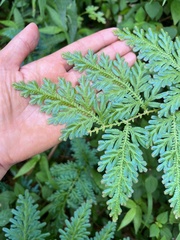 Selaginella willdenowii