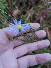 Symphyotrichum walteri