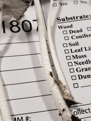 Coprinopsis pachyderma