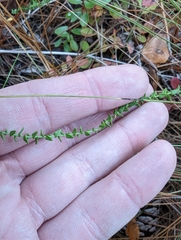 Symphyotrichum walteri