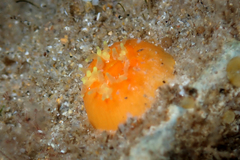 Balanophyllia regia