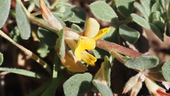 Acmispon decumbens decumbens
