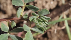 Acmispon decumbens decumbens