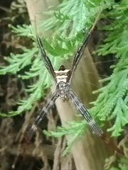 Argiope reinwardti