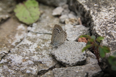 Pseudozizeeria maha okinawana