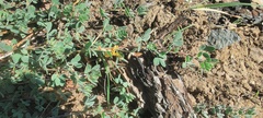 Acmispon decumbens decumbens