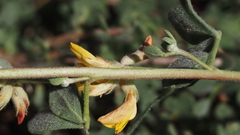 Acmispon decumbens decumbens