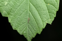 Graphopsocus