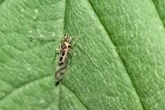 Graphopsocus
