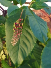 Phytolacca americana