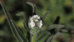 Cryptantha intermedia intermedia