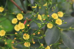 Ixeridium laevigatum