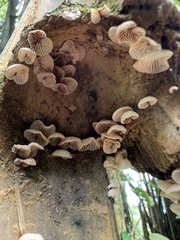 Schizophyllum commune