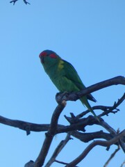 Glossopsitta concinna