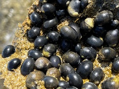 Nerita picea