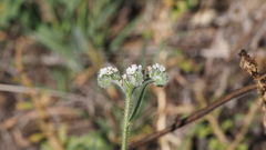 Cryptantha intermedia intermedia