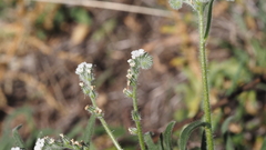 Cryptantha intermedia intermedia