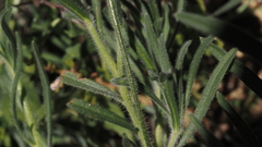 Cryptantha intermedia intermedia