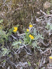 Chrysocephalum semipapposum