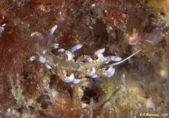 Phyllodesmium