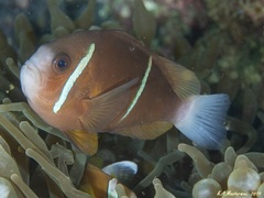 Amphiprion akindynos