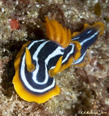 Chromodoris kuiteri
