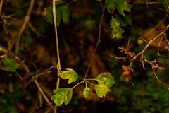 Crataegus × media