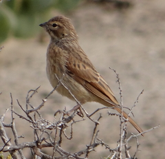 Emberiza impetuani
