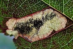 Stigmella plagicolella