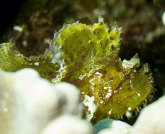 Taenianotus triacanthus