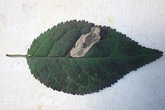 Stigmella plagicolella