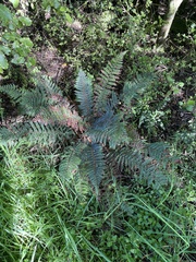Polystichum vestitum