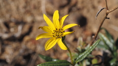 Helianthus gracilentus